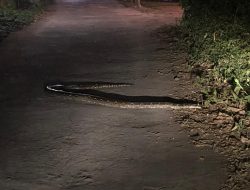 Sedang Ronda Malam, Warga Kaget Temukan Ular Sanca di Ngawonggo