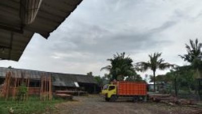UD Berkah Ilahi Jaga Kualitas Kayu Glugu untuk Penuhi Kebutuhan Konstruksi