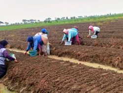 Musim Tanam Bawang Merah Dimulai, Petani Tugu Lor  Demak Hadapi Cuaca Tak Menentu