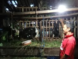 Menjelang Idul Adha, Peternak Kambing di Kudus Sambut Pembeli dengan Hewan Kurban Berkualitas