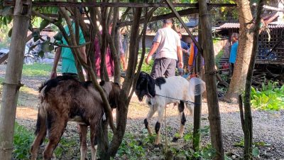 Kambing kurban di Musholla An-Nur pada Rabu tanggal 27 Mei 2026. (Foto: Istimewa)