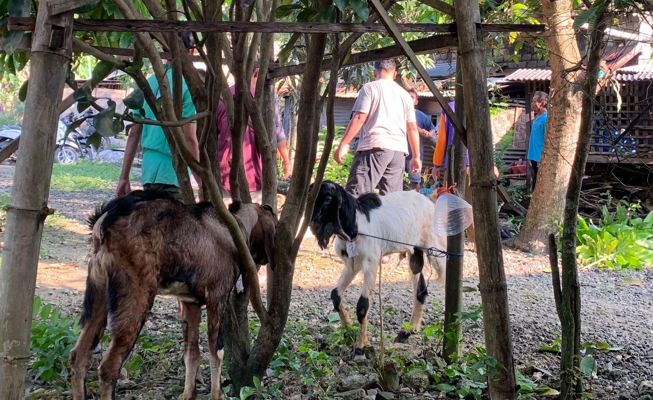 Kambing kurban di Musholla An-Nur pada Rabu tanggal 27 Mei 2026. (Foto: Istimewa)